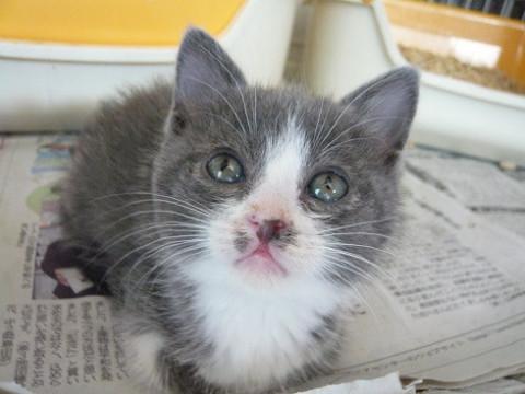 グレー白の甘えん坊さん