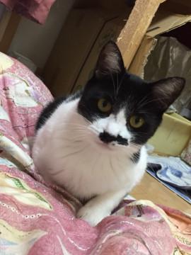 水玉〜ハート柄〜牛模様のんちゃん