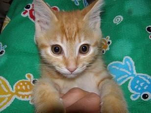 雄の子猫です。どなたか、貰って下さい。