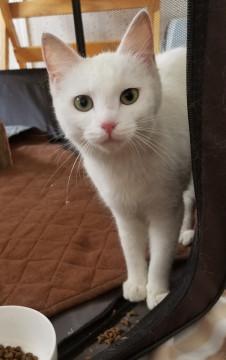 真っ白 ふわふわの女の子