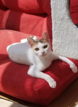 トライアルが決まりました