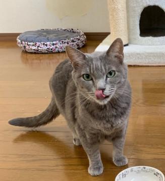 綺麗な毛色。美人さん