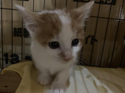 生後2ヶ月ちょいの茶白の男の子