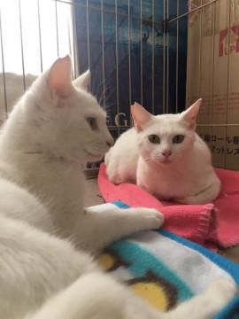 白猫　2歳