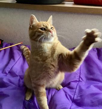 かわいいチャトラン(弟)