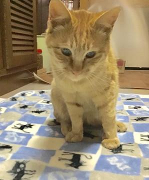 かわいいチャッピー(兄)