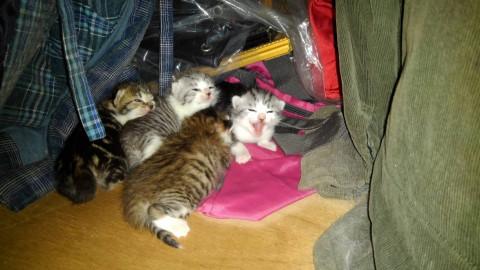 茶トラとアメショ風子猫