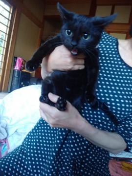 家族を探しています。