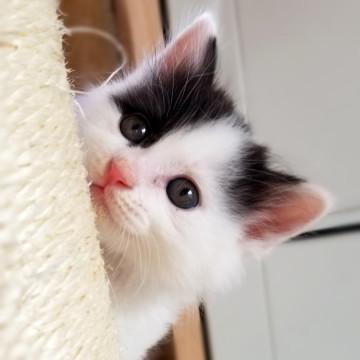 フワフワ長毛◇人も猫も大好きな優しい子♂