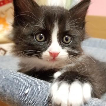 フワフワ長毛◇人が大好きなお膝っこ♂