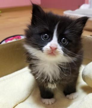 フワフワ長毛◇しぐさがカワイイ女の子♀