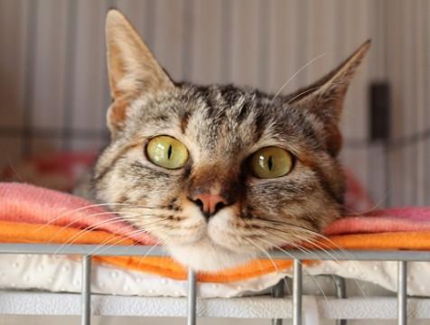 募集停止☆超ゴロスリ☆人馴れ抜群です