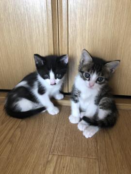 子猫★下越チノミーず①(31)