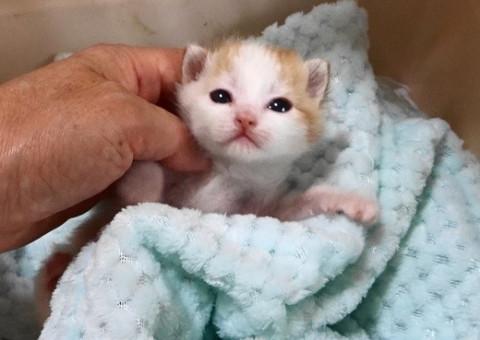 茶シロのミルクっ子