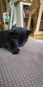 生後1ヶ月の可愛い黒色雌猫