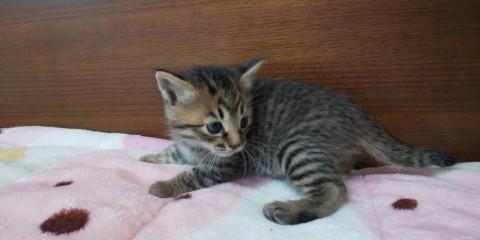 交渉中です。可愛いキジトラ雄猫1ヶ月