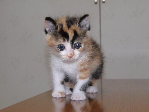 甘えん坊で人間大好き