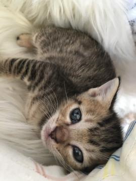 子猫★下越チノミーず②(32)