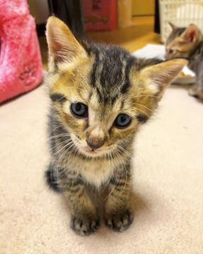 子猫★下越チノミーず③(3３)