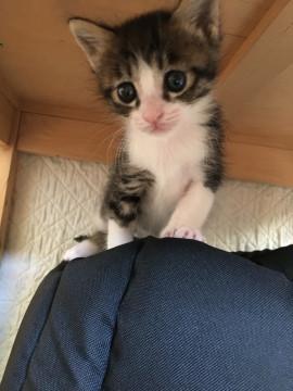 子猫★下越チノミーず④(3４)