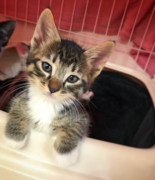 子猫★軒下〜ず①(35)