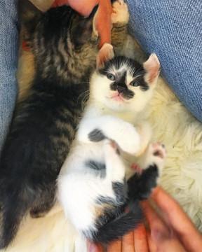 子猫★軒下〜ず②(36)