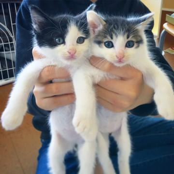 子猫★軒下〜ず④(38)