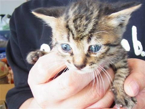 生後一ヵ月の兄弟猫です