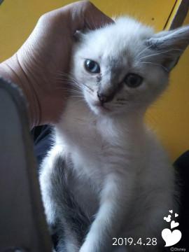 白シャム系美猫ちゃん