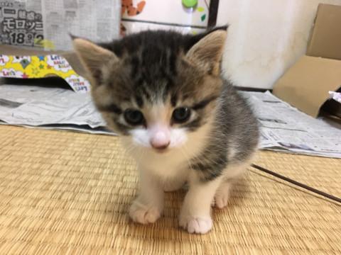 好奇心旺盛なおちびちゃん