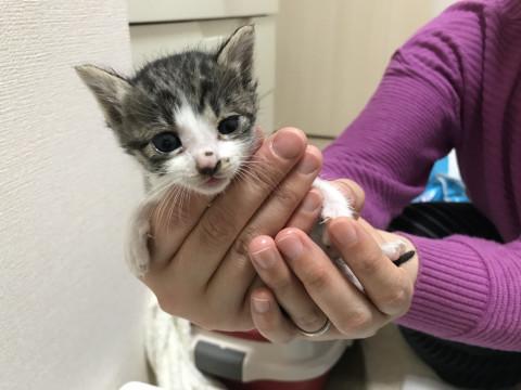 生後間もない子猫ちゃん７匹