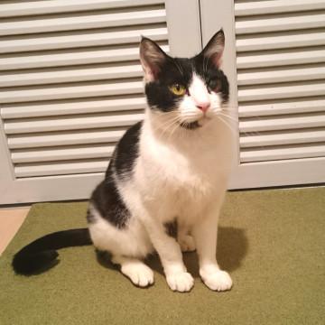 猫も人も大好き！スリゴロ甘えん坊な男の子
