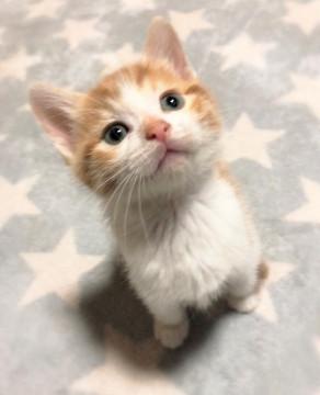 大らか茶しろ男の子