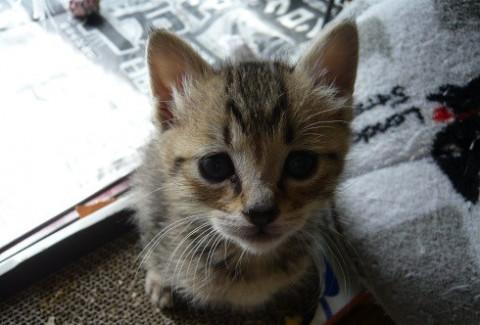 甘えん坊の茶キジ君