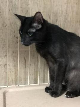 黒猫ちゃん（№23）