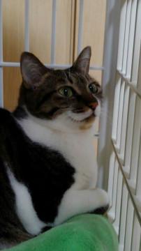 仲良しペアでトライアル中！優しいきじ白