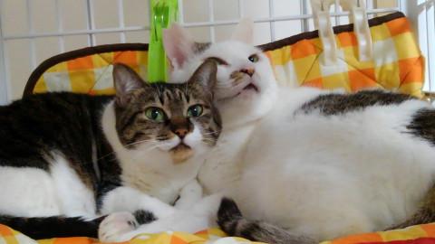 包容力ある優しい兄貴、妹分と一緒に