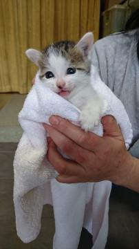 ベランダで生まれた野良猫の子　その１