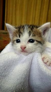 ベランダで生まれた野良猫の子　その２