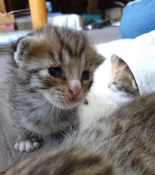 ベランダで生まれた野良猫の子　