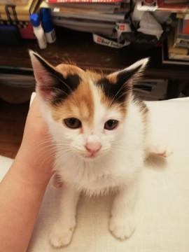 野良母さんが産んだ三毛ちゃん