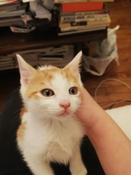 野良母さんが産んだ茶白ちゃん１