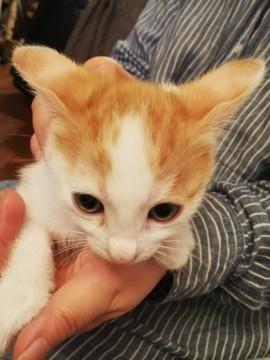 野良母さんが産んだ茶白ちゃん2