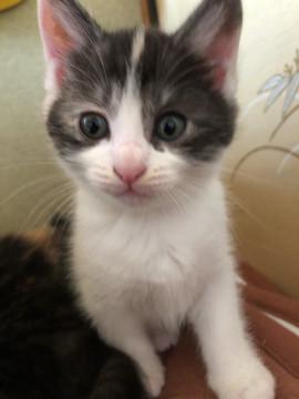 薄い三毛猫ちゃん