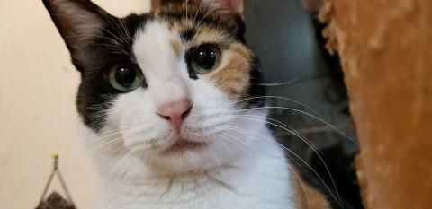 ブラシ大好き！！『おみけはん』