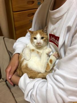 多頭崩壊引き出し 可愛い男の子