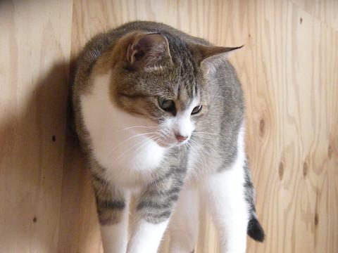 抱っこ大好きな甘えん坊