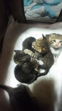 可愛い子猫