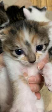 可愛い三毛猫ちゃん