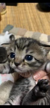 子猫の黒トラちゃん